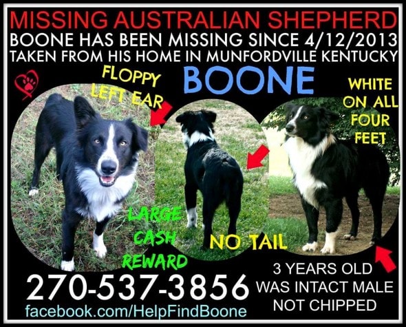 12.4.14 - Missing Dogs15