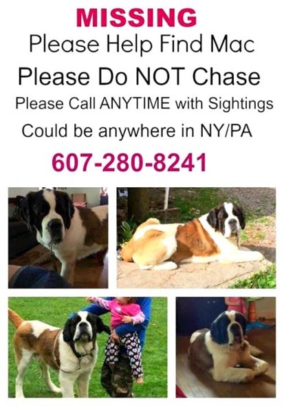 12.4.14 - Missing Dogs22