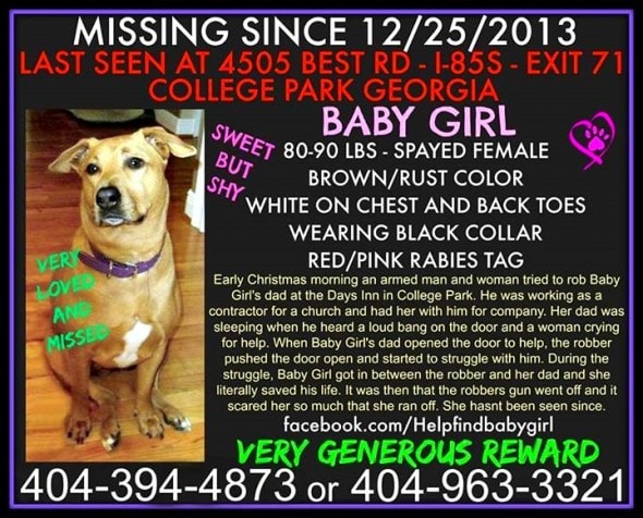12.4.14 - Missing Dogs27