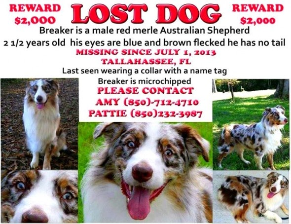 12.4.14 - Missing Dogs29
