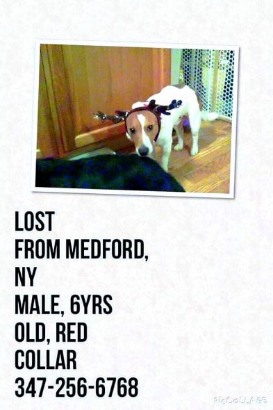 12.4.14 - Missing Dogs39