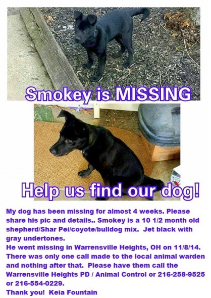 12.4.14 - Missing Dogs40