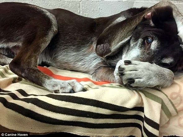 12.7.14 - Senior Dog Who Saved Family from Fire Gets Dumped at Shelter2