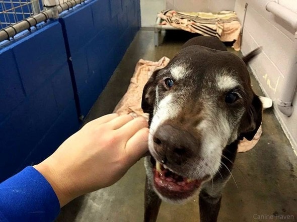 12.7.14 - Senior Dog Who Saved Family from Fire Gets Dumped at Shelter5
