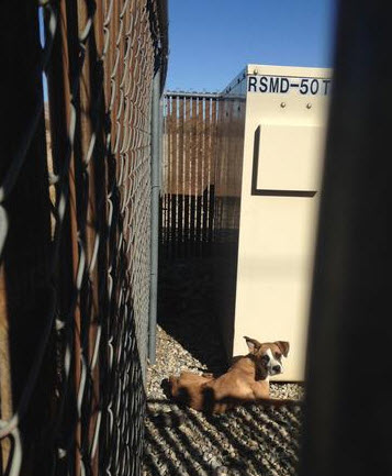 Oatmeal when found. Photo Credit: Kern County Animal Services.