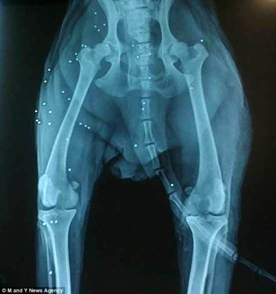 Romeo's x-ray