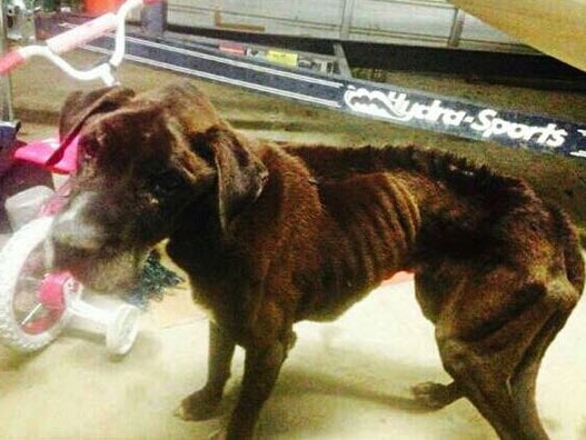 Photo Credit: Bright Hope Animal Rescue