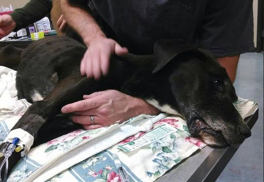 Photo Credit: Bright Hope Animal Rescue