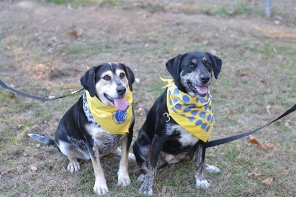 Bella (right) and Panda (left). Photo Credit: Rescue 2 Restore.