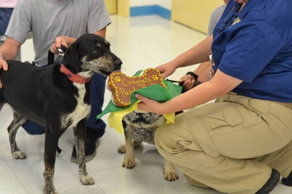 Panda receiving a well deserved treat at graduation. Photo Credit: Rescue 2 Restore.