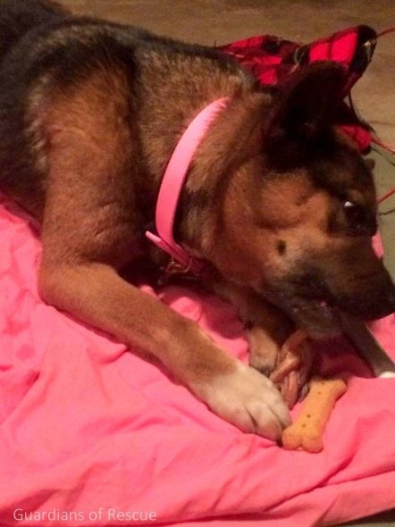 “Enjoying a bed, a bully stick, and so much needed love,” Taylor said on the GoR Facebook page.  “She reminds me that there is still good in the world...the true definition of resilient! Please spread the word and help us get this sweet girl a home!”