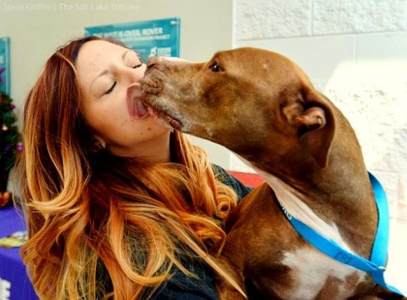 Happy Shylo, a six-year-old pit bull available at the Humane Society of Utah gives smooches to coordinator Lexi Stringfellow.