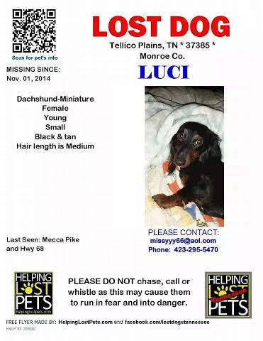 1.11.15 - Missing Dogs4