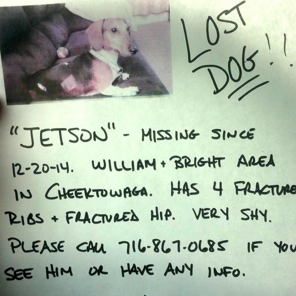1.11.15 - Missing Dogs7
