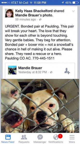 1.14.15 - Bonded Georgia Pair Need a Home Together1