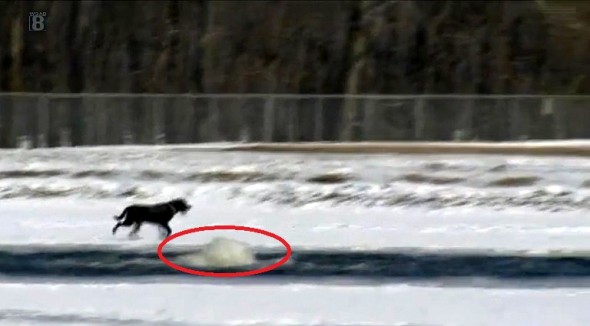 1.16.15 - Dog Saves Another Dog from Icy Death3