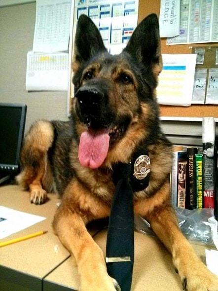 1.16.15 - K-9 Becomes Detective1