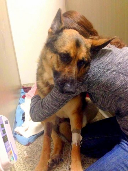 1.23.15 - Rescued German Shepherd Needs Medical Care4