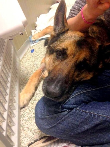 1.23.15 - Rescued German Shepherd Needs Medical Care7