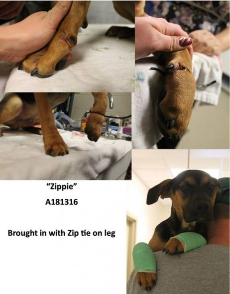 1.3.15 - Badly Abused Dog Rescued from A Nightmarish Life on the Streets1