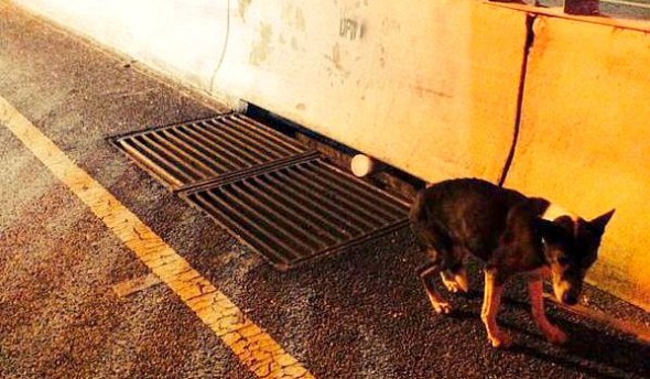 1.30.15 - Officer Rescues Abandoned Senior Dog from Busy Highway