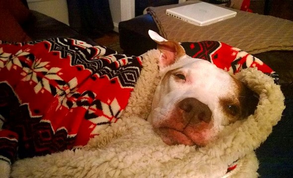 1.6.15 - Dog Who Spent 10 Years in Boarding Finally Adopted2