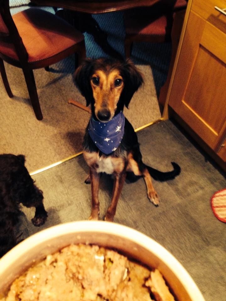 Dylan waits for his Christmas morning breakfast, December 25, 2014. Jamie Birch photo via Hounds First Sighthound Rescue at Facebook