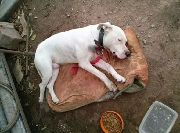Dog rescued from abusive living situation.