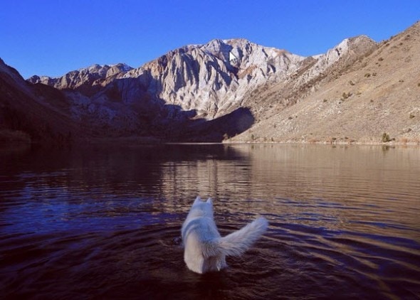 Wolfgang in Convict Lake. Photo Credit: John Stortz