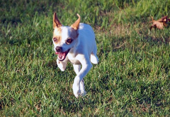 Speedy Chihuahua