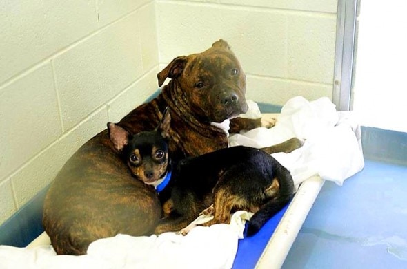 2.11.15 - Bonded Florida Pair Needs a Home1