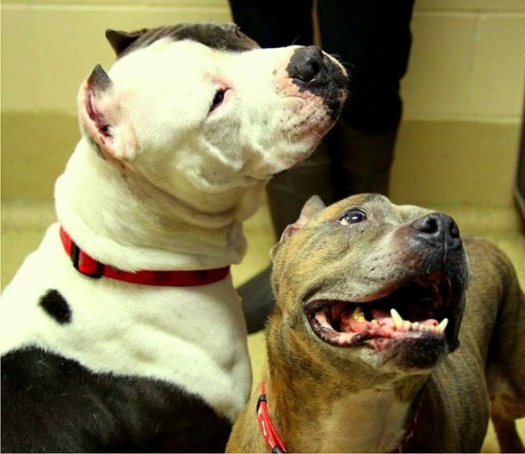 2.12.15 - Bonded Indiana Sisters Need a New Home1