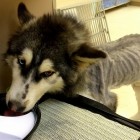 2.12.15 Emaciated Husky Rescued After Eating Gravel to Survive2