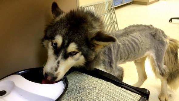 2.12.15 - Emaciated Husky Rescued After Eating Gravel to Survive2