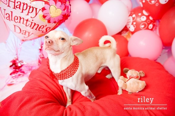 2.13.15 - Valentine's Day Dogs13