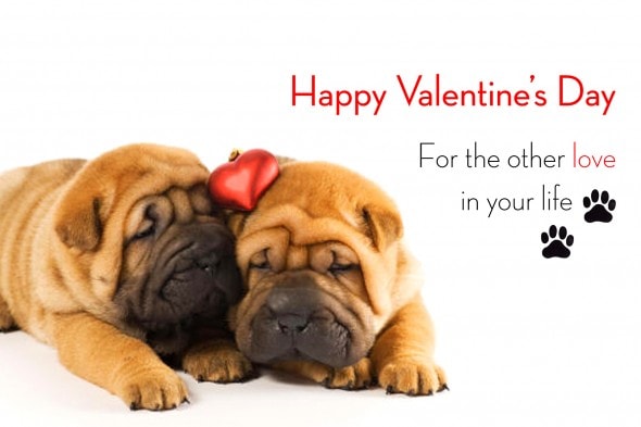 2.13.15 - Valentine's Day Dogs17