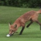 2.17.15 fox golf