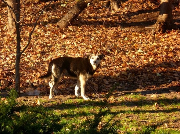 2.19.15 - Woman Sleeps in NYC Park to Save Senior Feral Dog7