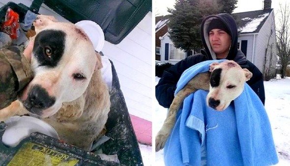 2.20.15 - Bait Dog Pulled from Detroit Garbage Can Makes Tremendous Recovery4