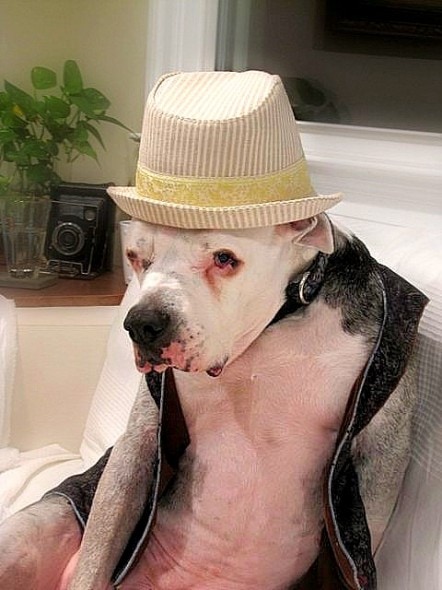 2.26.15 - Dogs Who Are NOT Happy About Their Hats11
