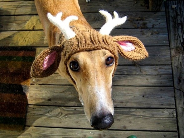 2.26.15 - Dogs Who Are NOT Happy About Their Hats18