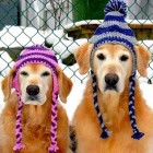 2.26.15 Dogs Who Are NOT Happy About Their Hats24