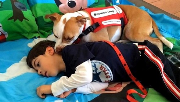 2.26.15 - Service Pit Bull Wins the Right to Attend Boy’s School1