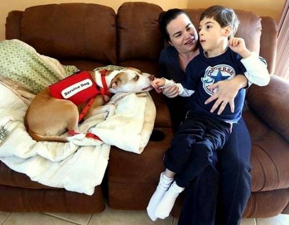 2.26.15 - Service Pit Bull Wins the Right to Attend Boy’s School2