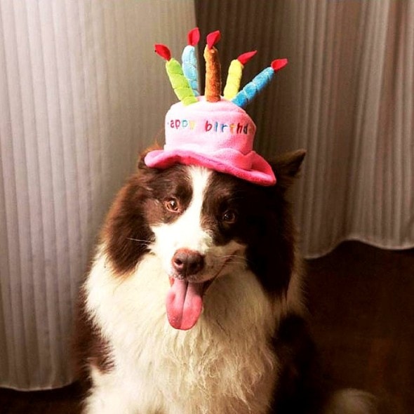 2.27.15 - Dogs Who Are LOVING Their New Hats15