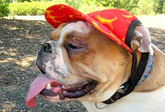 2.27.15 - Dogs Who Are LOVING Their New Hats2