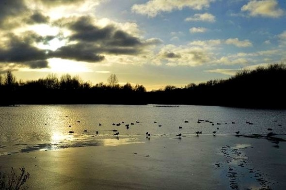 2.5.15 - Heroic Man Dives in Icy Lake to Save Stranger's Dog2