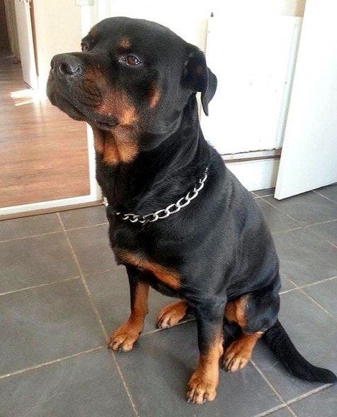 2.7.15 - Adopted Rottweiler Saves Pregnant Woman from Knife Attack5