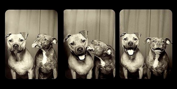 2.7.15 - Photobooth Pups1