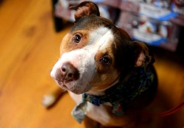 2.8.15 - Dog Needs Home After Elderly Owner Dies1